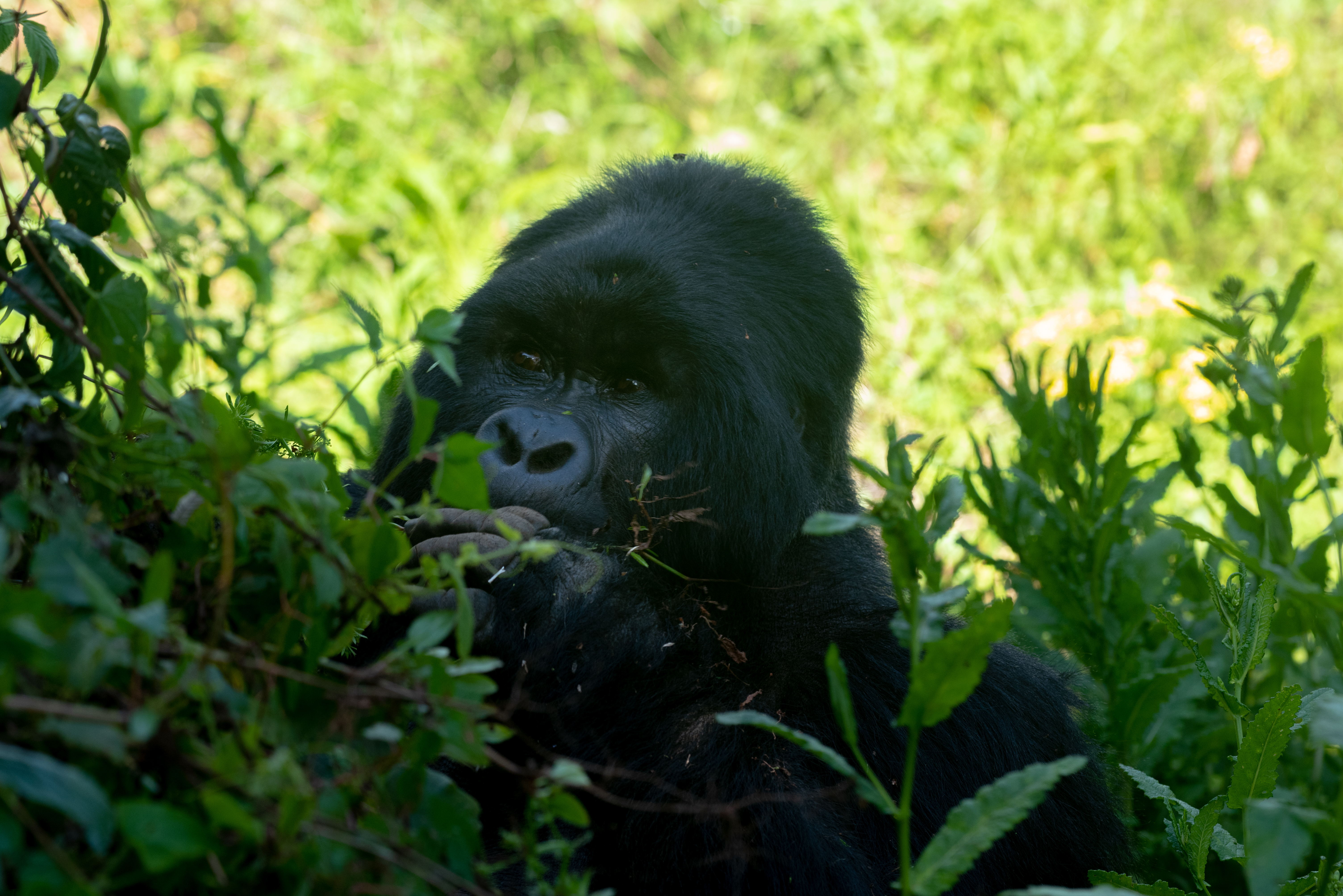 Rwanda